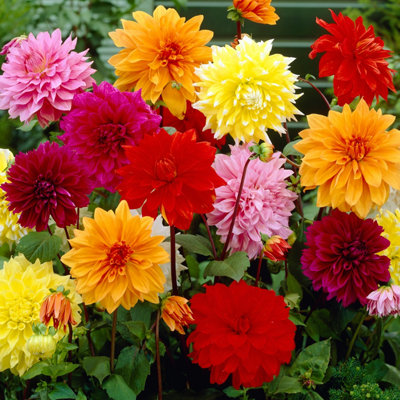 5 x Dahlia Dinnerplates Mixed tubers - Plants for Outdoor Gardens