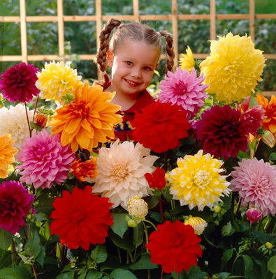 5 x Dahlia Dinnerplates Mixed tubers - Plants for Outdoor Gardens