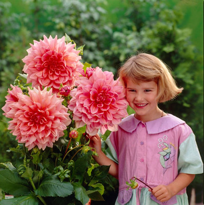 5 x Dahlia Dinnerplates Mixed tubers - Plants for Outdoor Gardens - 3
