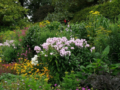 5 X Mixed Established Garden Shrubs in 9cm Pots  - Quality Potted Plants - Colourful Border 3FATPIGS - 4