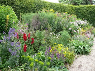5 X Mixed Established Garden Shrubs - Quality Potted Plants - Colourful Border 3FATPIGS - 3