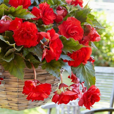 5 x Trailing Red Begonia Pendula Tubers - Perennial Hanging Begonia - Planting in Garden Hanging Baskets, Pots, Containers