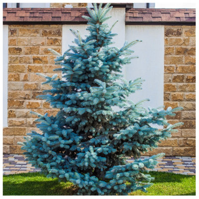 50 Blue Spruce Seeds - Christmas Trees (Colorado, Picea pungens