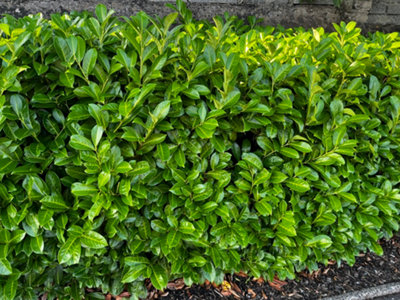 50 Cherry Laurel Fast Growing Evergreen Hedging Plants 20-30cm Tall in 10cm Pots 3fatpigs