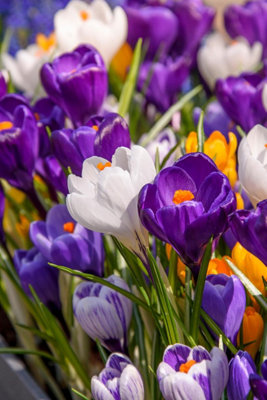 50 Crocus Bulbs Colourful Mixed Spring Flowering Bulbs 5/6 Low ...