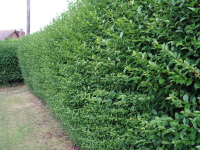 50 Green Privet Hedging Plants Ligustrum Hedge 20-30cm, Dense Evergreen, 9cm Pots 3fatpigs