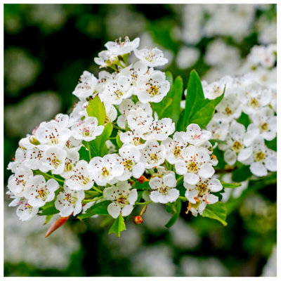 50 Hawthorn Hedging Plants 20-30cm Tall In 1L Pots ,Wildlife Friendly Hawthorne Hedges 3FATPIGS