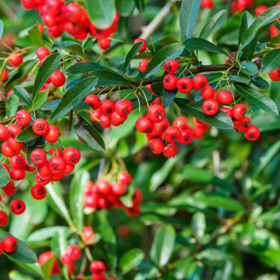 50 Pyracantha 'Red Cushion' / Firethorn 'Red Cushion' 15-20cm Tall In 9cm Pots 3FATPIGS