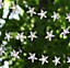 50 Star Solar Powered String Lights - Outdoor Garden White LED Fairy Light Decor for Patio, Wall, Fence, Pathway, Tree - 200cm