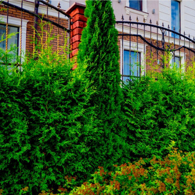 50 Western Red Cedar Trees /Thuja 'Gelderland' 30-40cm Tall in 9cm Pots Evergreen Hedging Plants 3FATPIGS