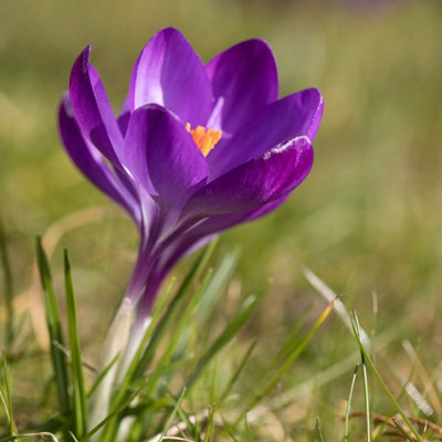 Crocus Ruby Giant Spring Bulbs - Purple Early Flowering