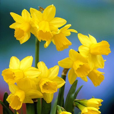 50 x Daffodil Tete a Tete Spring Bulbs - Yellow Dwarf Narcissus Flowering Perennials - Grow in Beds, Borders & Patio Pots