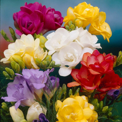 50 x Double Freesias Mixed Corms Colourful Blooms for Your Garden - Fragrant Plants for Gardens Suppied as a Pack of 50 Corms