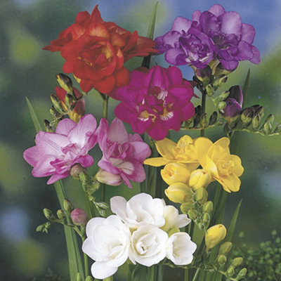 50 x Double Freesias Mixed Corms Colourful Blooms for Your Garden - Fragrant Plants for Gardens Suppied as a Pack of 50 Corms