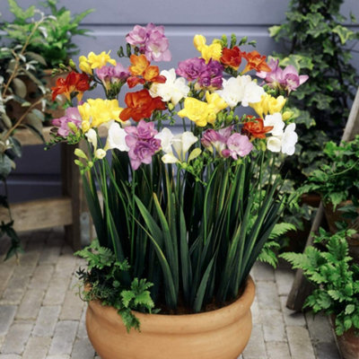 50 x Double Freesias Mixed Corms Colourful Blooms for Your Garden - Fragrant Plants for Gardens Suppied as a Pack of 50 Corms - 3