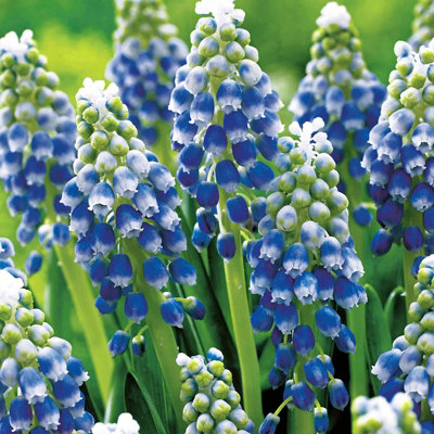 50 x Muscari Grape Hyacinth Touch of Snow Spring Bulbs - Two Toned Flowering Perennials - Grow in Beds, Borders & Patio Pots