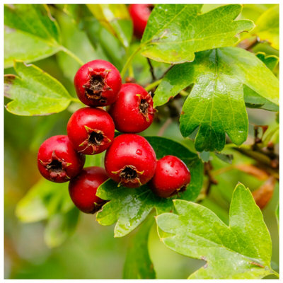 500 Hawthorn Hedging Plants, 3-4ft Hedges, Native Hawthorne, Quickthorn ...