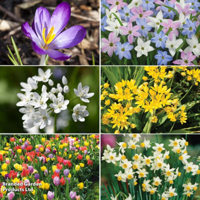 500 Spring Flowering Bulb Collection - Contains 6 varieties - Ideal for Garden Borders & Patio Containers