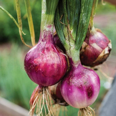500g Pink Panther Onion Sets - Easy to Grow Mild Flavoured Onions ...