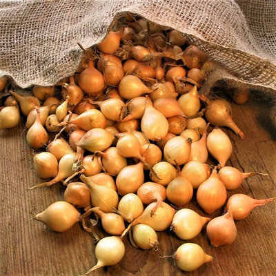500g Winter Yellow Onion Sets Centurion - Easiest & Fastest Way to a Good Crop