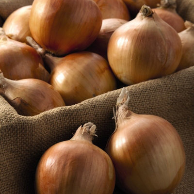 500g Winter Yellow Onion Sets Centurion - Easiest & Fastest Way to a Good Crop - 4