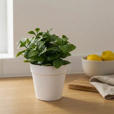 Candlelight Green 16Cm Mint Pot With Artificial Plant In White Plastic Pot from B&Q