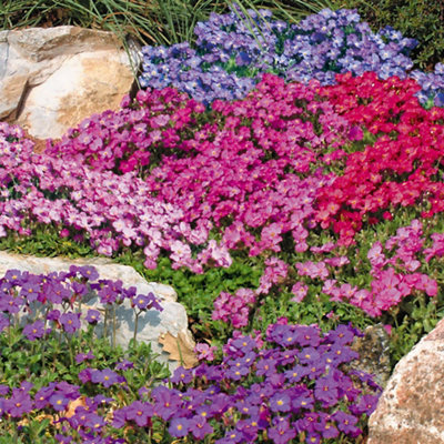 A flower bed filled with vibrant purple, pink, and red aubrieta plants, creating a colourful and lively display.