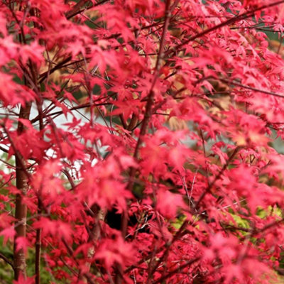 Thompson & Morgan Acer Palmatum Beni-Maiko 3 Litre Potted Plant X 1 from B&Q