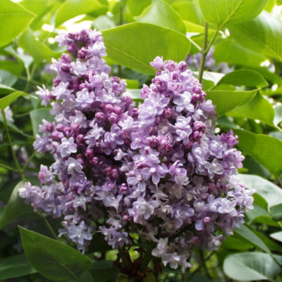 B&Q -  Syringa Vulgaris Katherine Havemeyer 5 Litre Potted Plant X 1