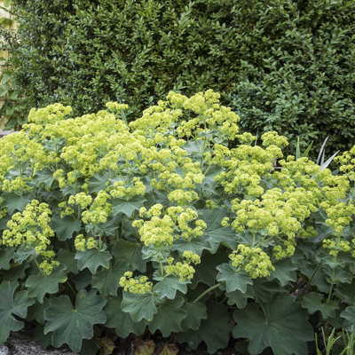 Thompson & Morgan Alchemilla Mollis Thriller 2 Litre Potted Plant X 2 Green