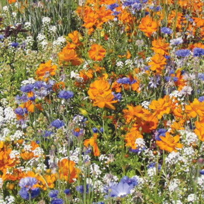 Mr Fothergills Rhs For Bees Flower Seeds from B&Q