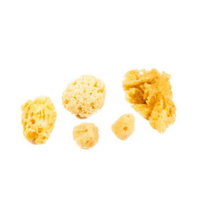 Jakar Natural Sea Sponge Variety Pack4-6 Pieces With Fine & Coarse Textures For Painting & Crafts (Hanging Pack) (9024) from B&Q