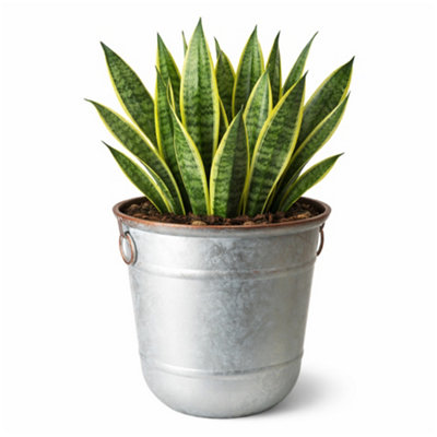 Jack Stonehouse Jsh Galvanised Steel & Copper Rim Effect 32L Bucket Planter In Recycled Plastic Round Garden Flower Pot from B&Q