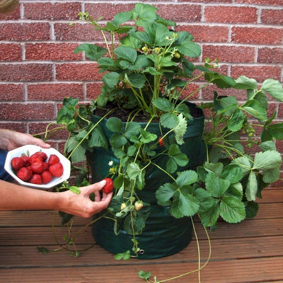 Greena Reusable Strawberry Planter Bag from B&Q