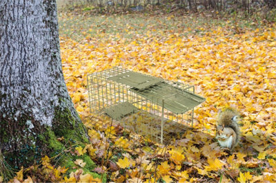 St Helens Home & Garden Home And Garden Live Animal Trap from B&Q