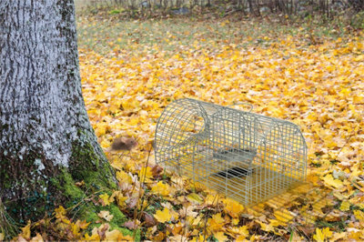 St Helens Home & Garden Home And Garden Multi Catch Live Animal Trap Humane from B&Q