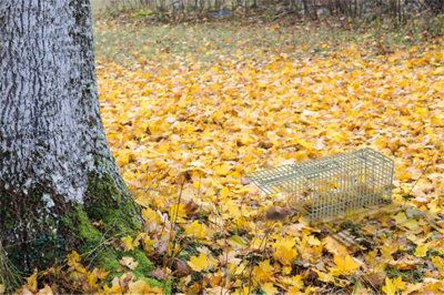 St Helens Home & Garden Home And Garden Live Animal Trap  Humane & Easy Release from B&Q