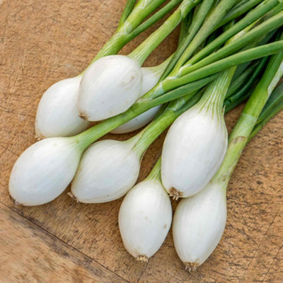 B&Q -  White Star Onion Seeds Multipurpose Salad & Bulb Variety 250 Seeds