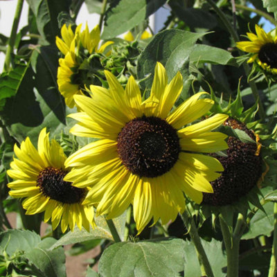 Unwins Sunflower Seeds 'lemon Moonshine'Pack Of 25 from B&Q