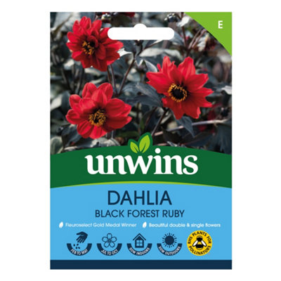 B&Q -  Dahlia Pinnata Black Forest Ruby