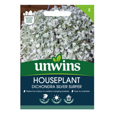 B&Q -  Houseplant Dichondra Silver Surfer