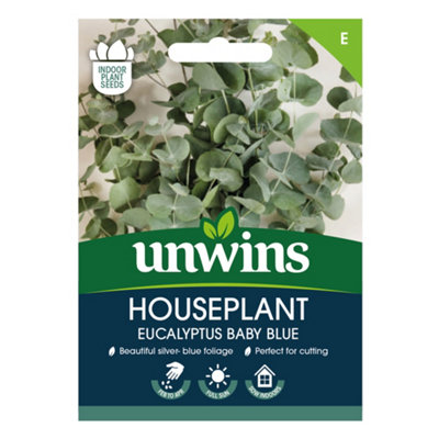 B&Q -  Houseplant Eucalyptus Baby Blue