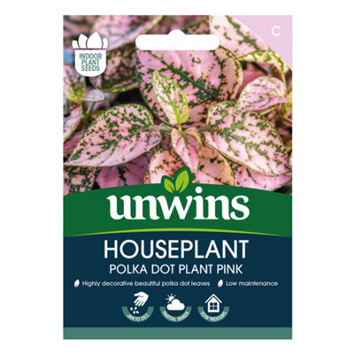 B&Q -  Houseplant Hypoestes Polka Dot Plant Pink