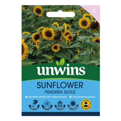 Unwins Sunflower Pradera Gold Easy To Grow Seeds from B&Q
