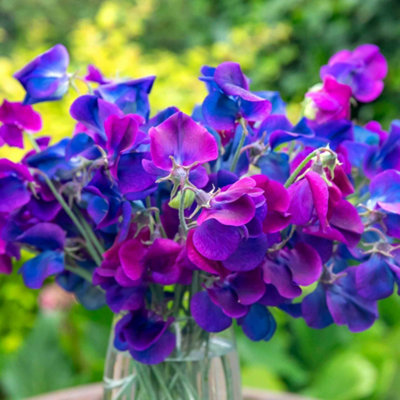 Unwins Sweet Pea Seeds Wings Of Blue Fragrant Lavender-Blue Climbing Flowers 1G 15 Seeds from B&Q