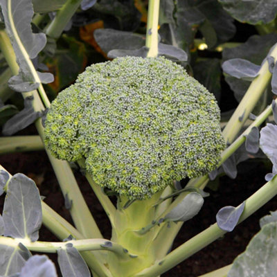 Marshalls Garden Broccoli Seeds BestyFast-Growing Vegetable Seed Pack (35 Seeds) from B&Q