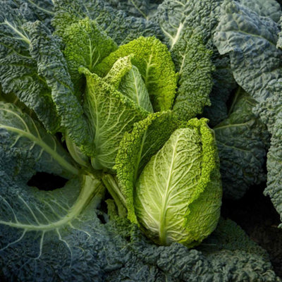 Marshalls Garden Cabbage Seeds Stelvio 20 PackFast-Maturing Sweet Heads from B&Q
