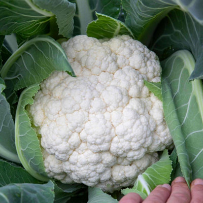Marshalls Garden Cauliflower Seeds 'speed Star' Pack Of 20 Seeds Early-Maturing Compact Curds from B&Q