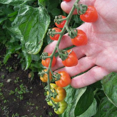 Marshalls Garden Tomato Seeds 'fraise'15 Pack Strawberry-Shaped Cherry Tomatoes from B&Q