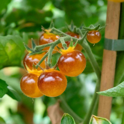 B&Q -  Tomato Seeds Gold BerriesGolden Cherry Variety 8 Seeds